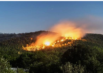 FEU FORET.png