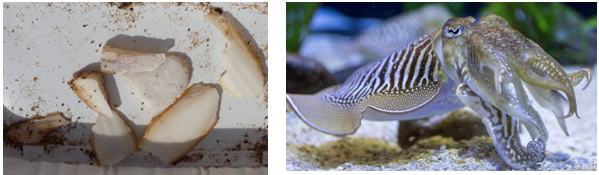 laisse de mer 7.jpg