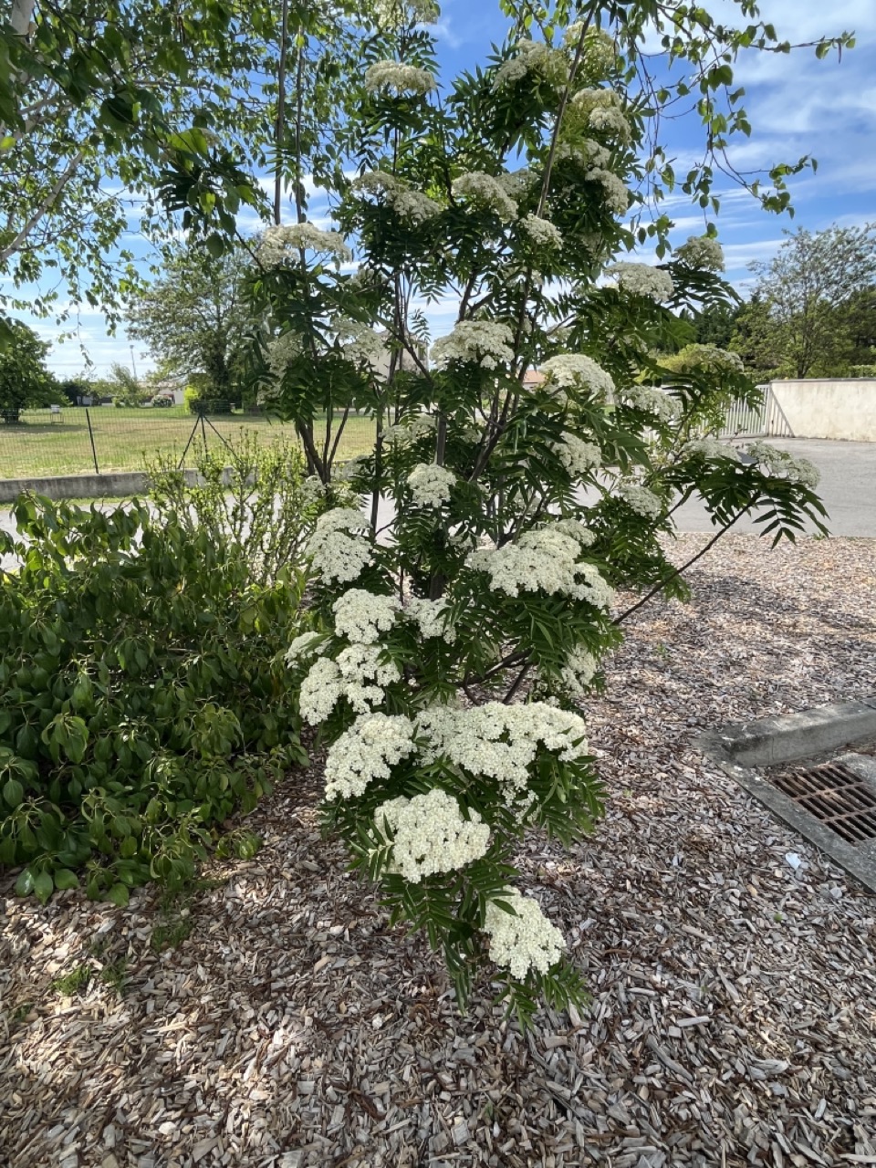 IMG_9329 - Grande.jpeg