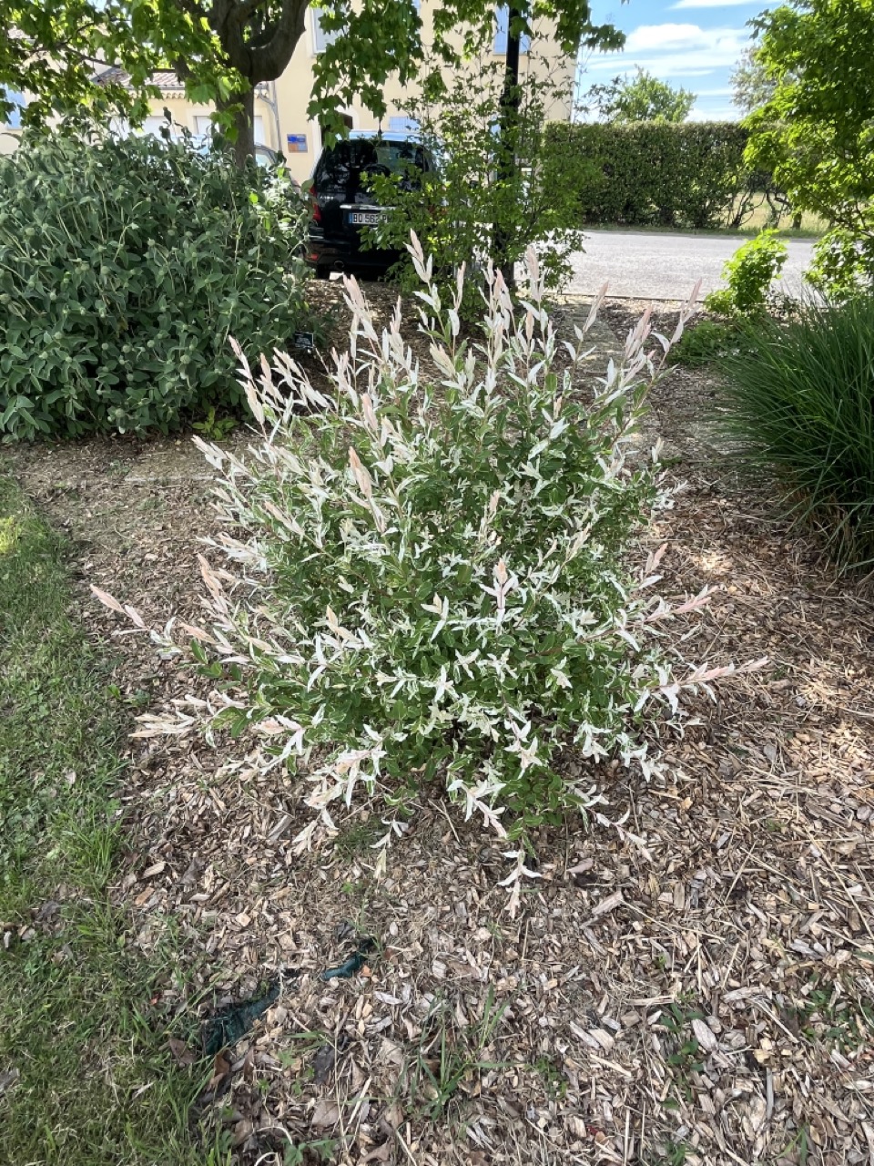 IMG_9327 - Grande.jpeg