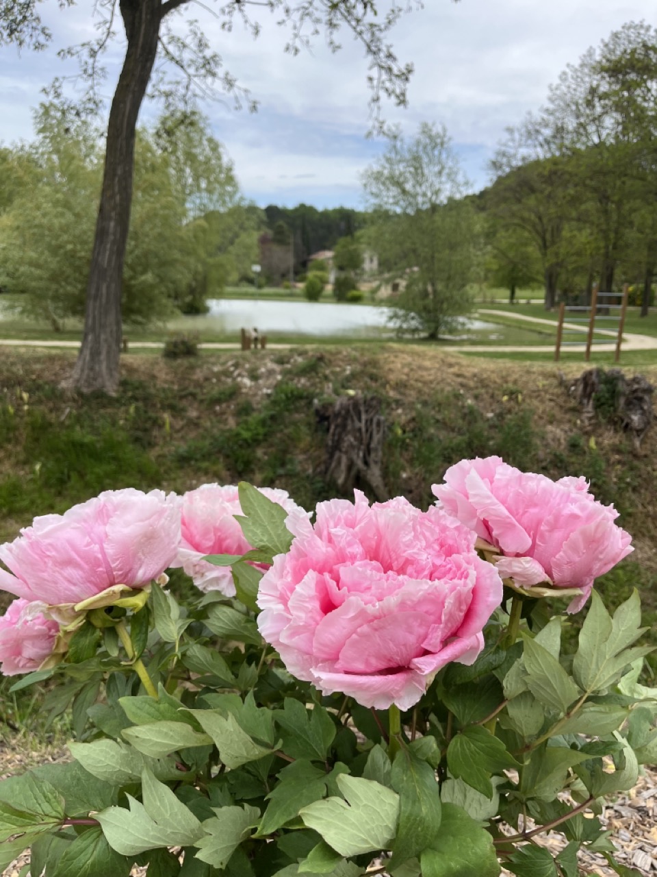 IMG_9270 - Grande.jpeg