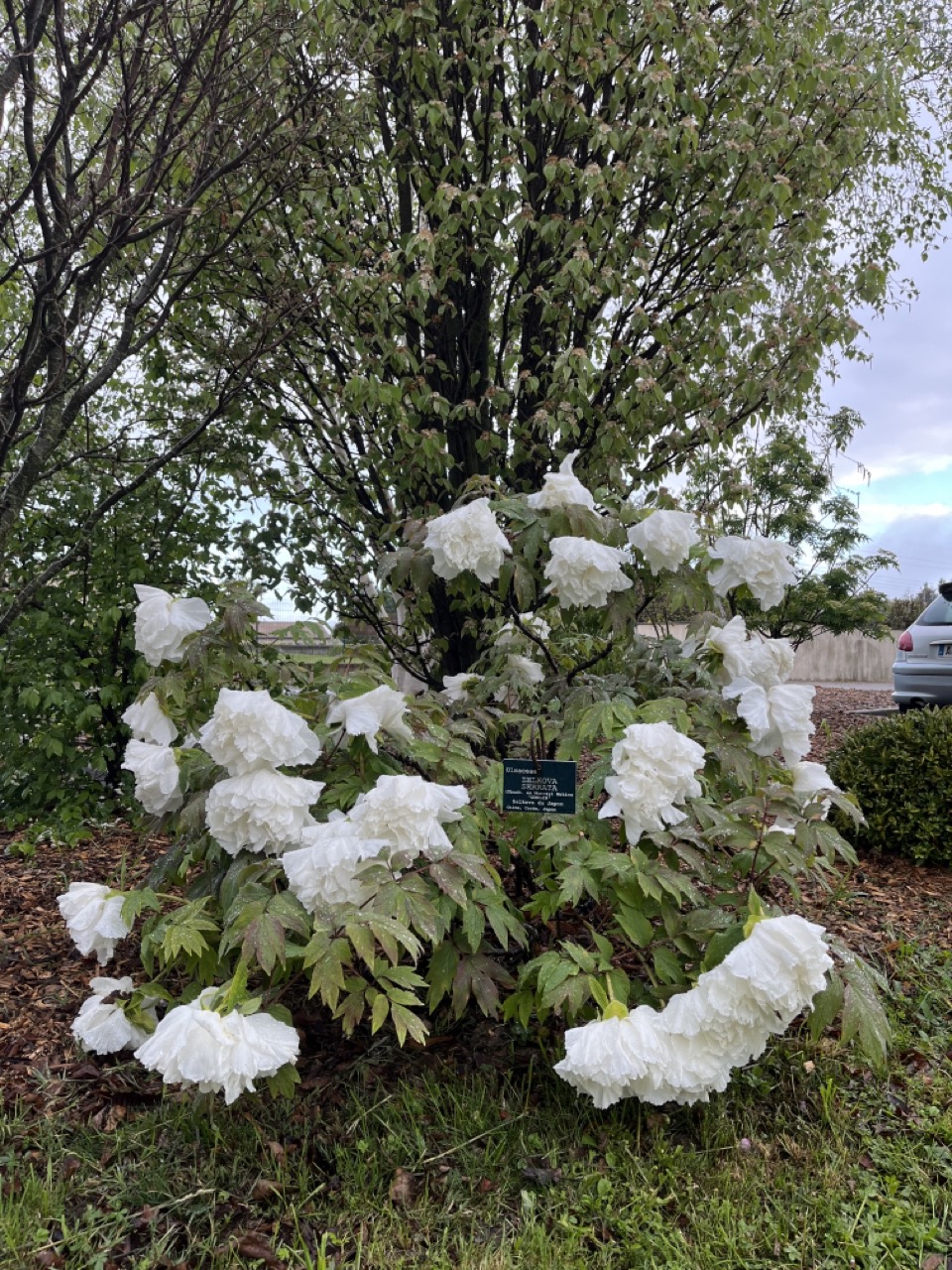 IMG_9242 - Grande.jpeg