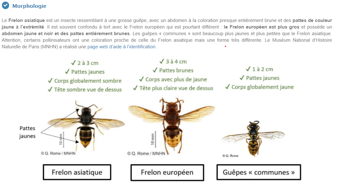 Schéma frelon asiatique.png