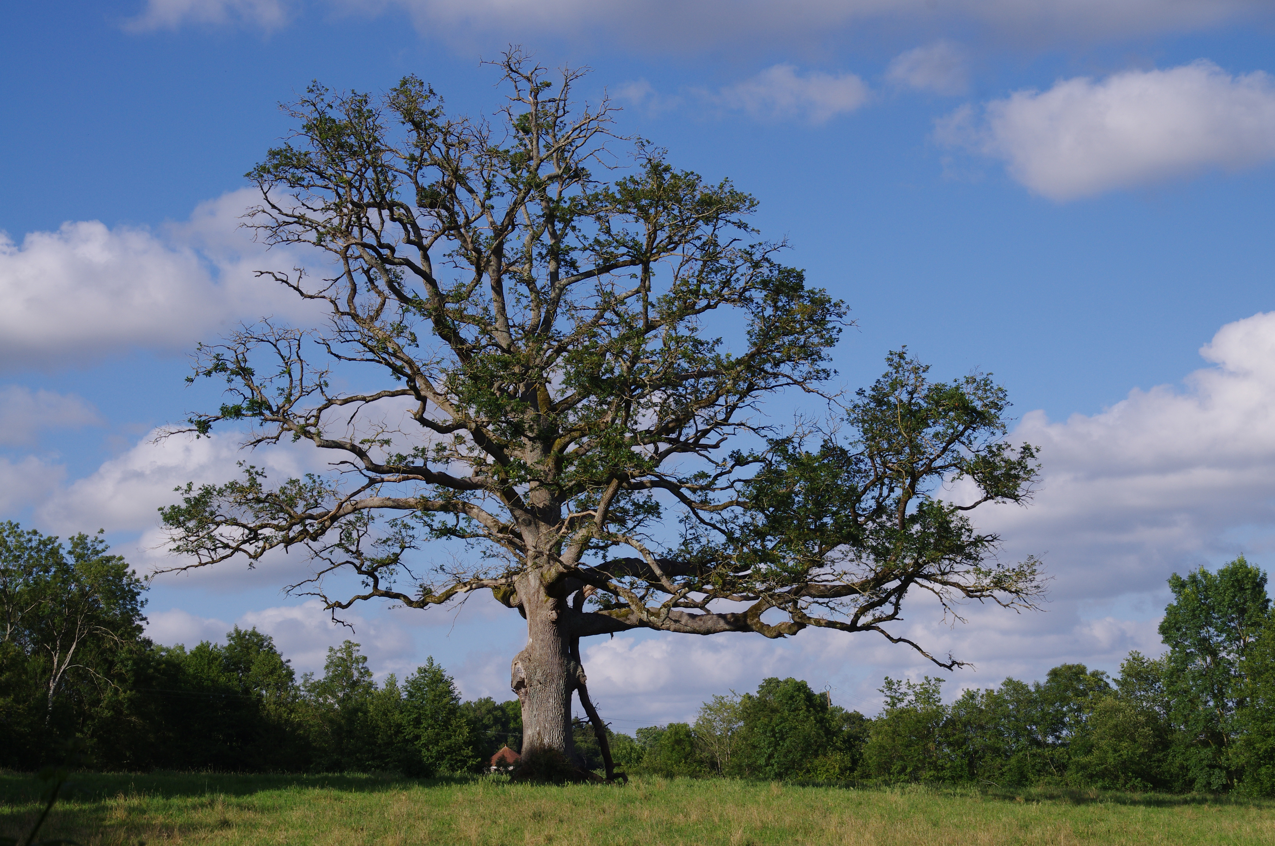Arbre Saint Vincent Puymaufrais .jpg