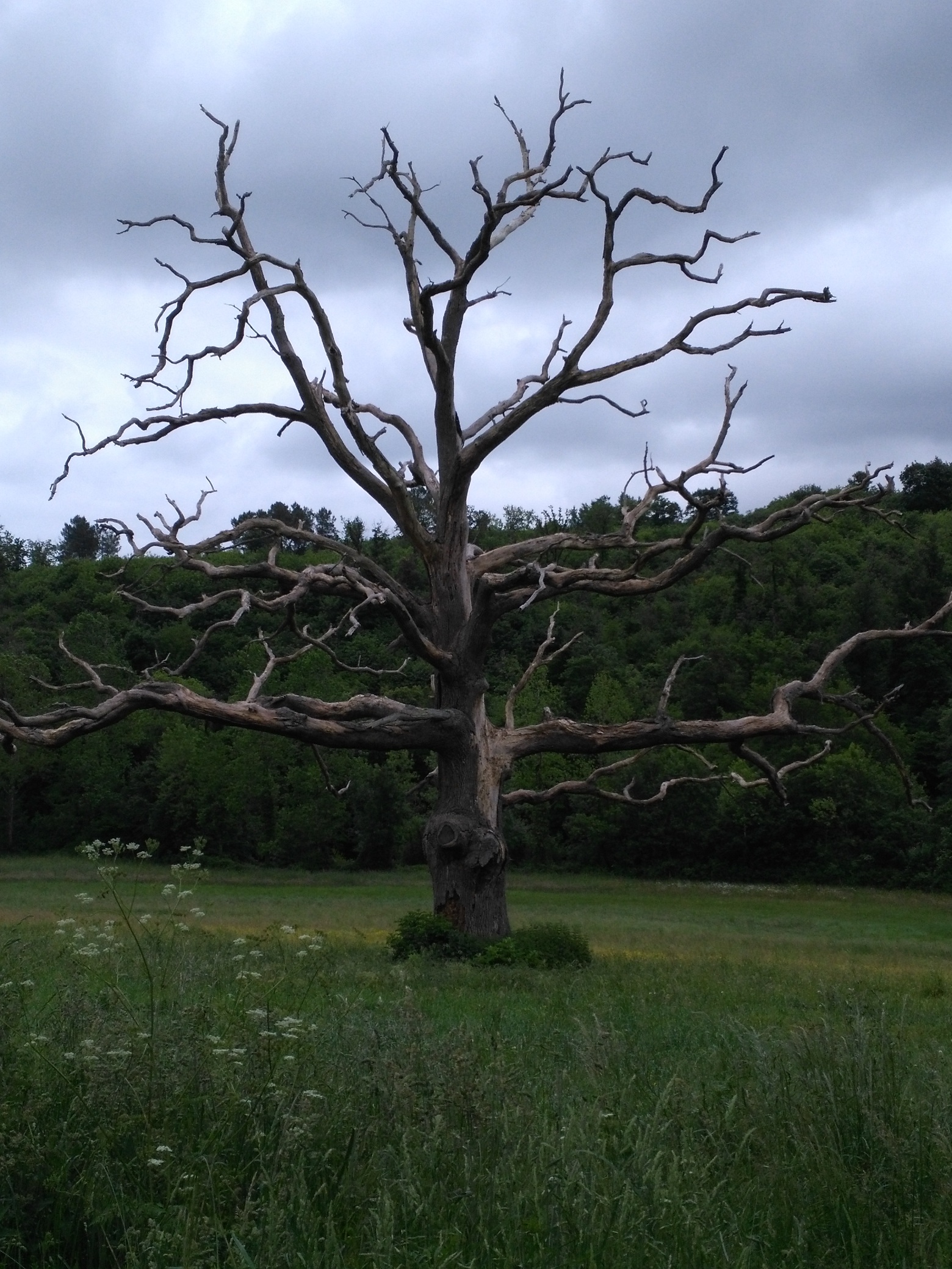 Arbre saint Vincetn Puymaufrais sans feuille n.jpg