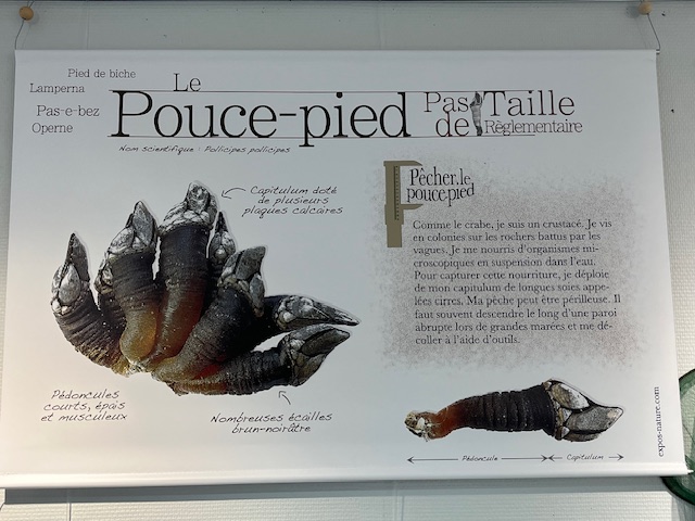 Pêche à pied 1.jpg