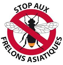 Stop aux frelons asiatiques.jpg