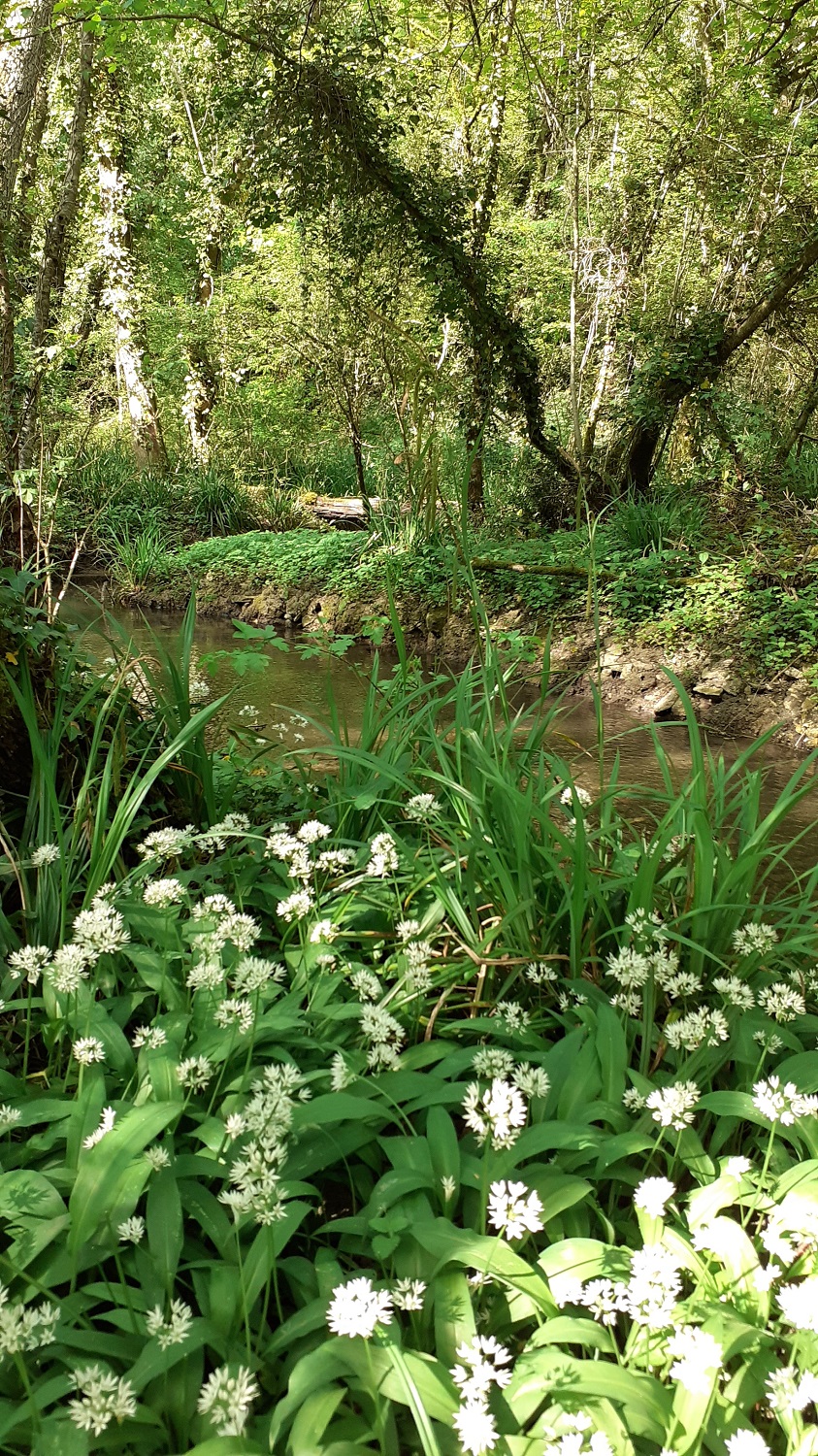 L_escambouille 2.jpg