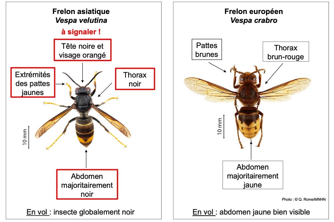 frelon asiatique