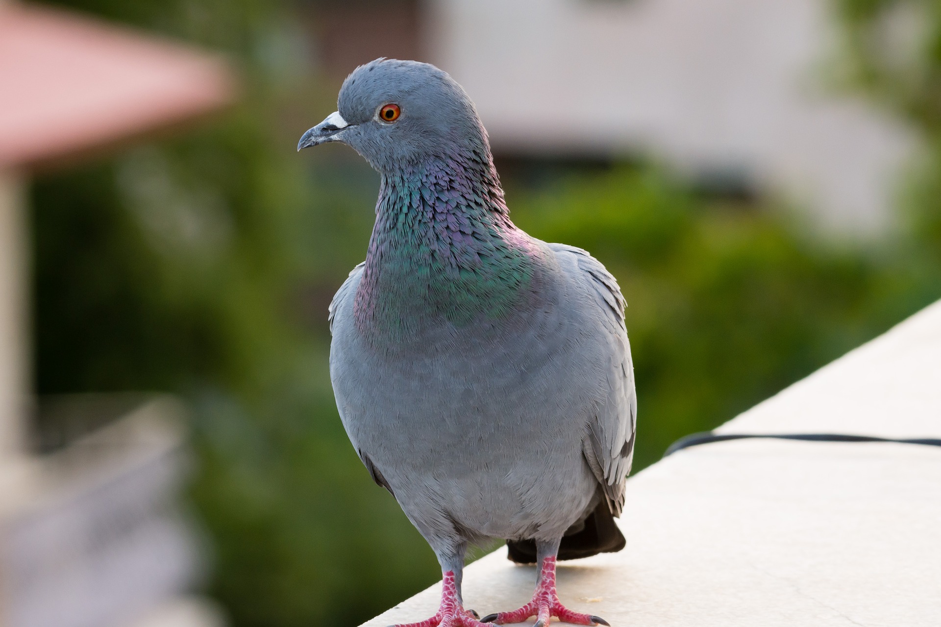 pigeon-4985154_1920.jpg