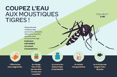 moustique tigre eau.png