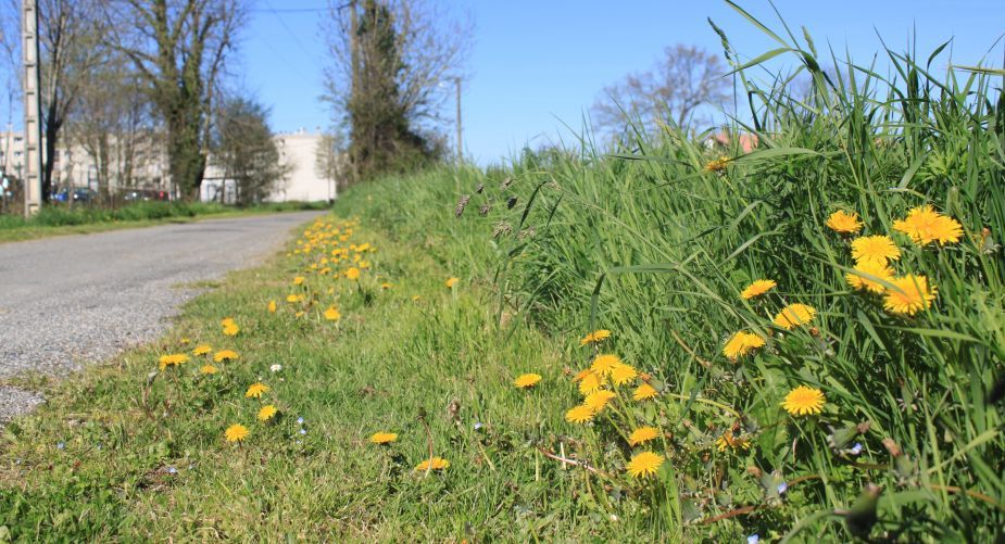 bordures pissenlits.jpg