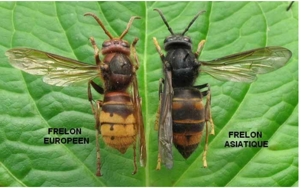 frelon asiatique.png