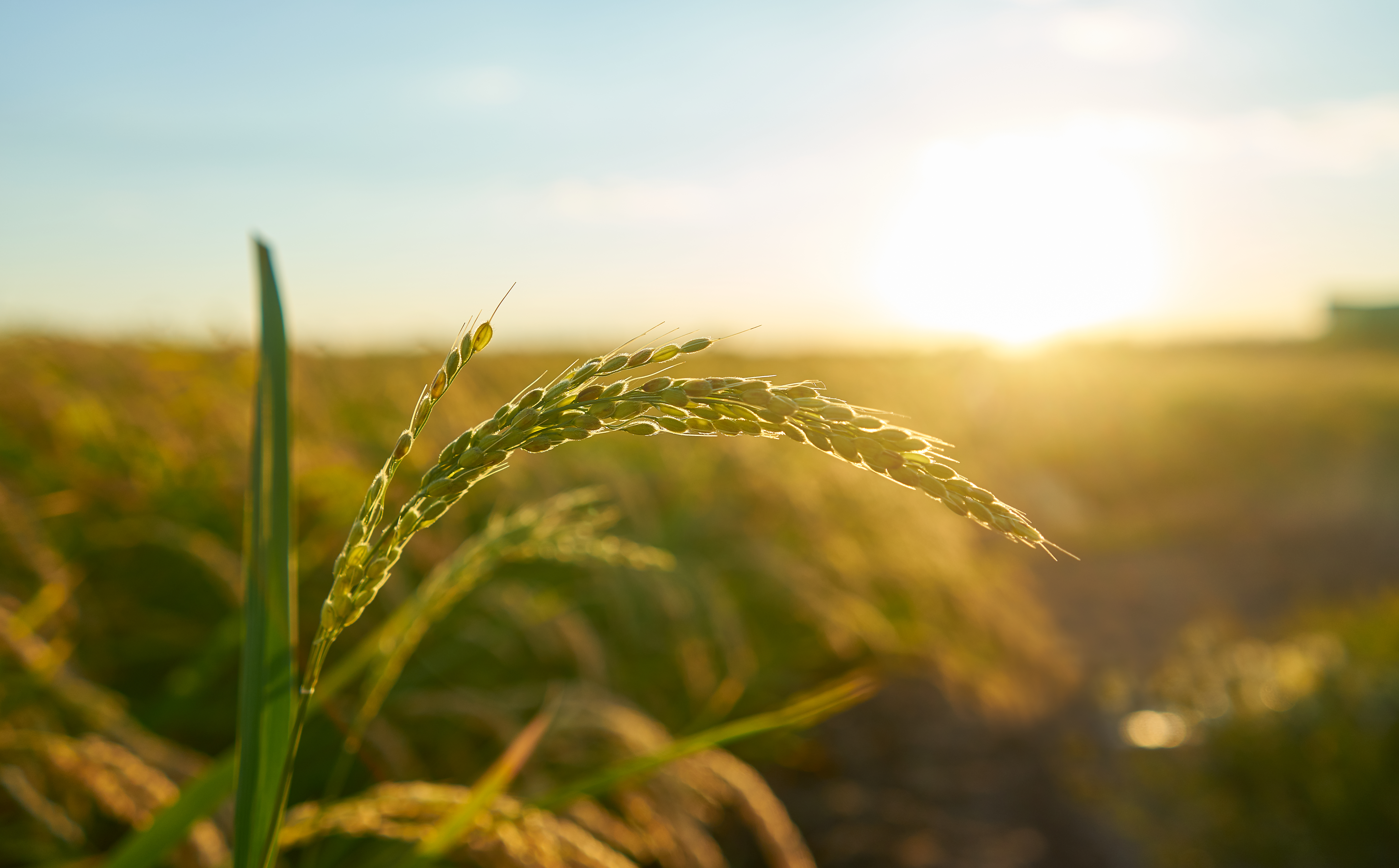 detail-rice-plant-sunset-valencia-with-plantation-out-focus-rice-grains-plant-seed.jpg