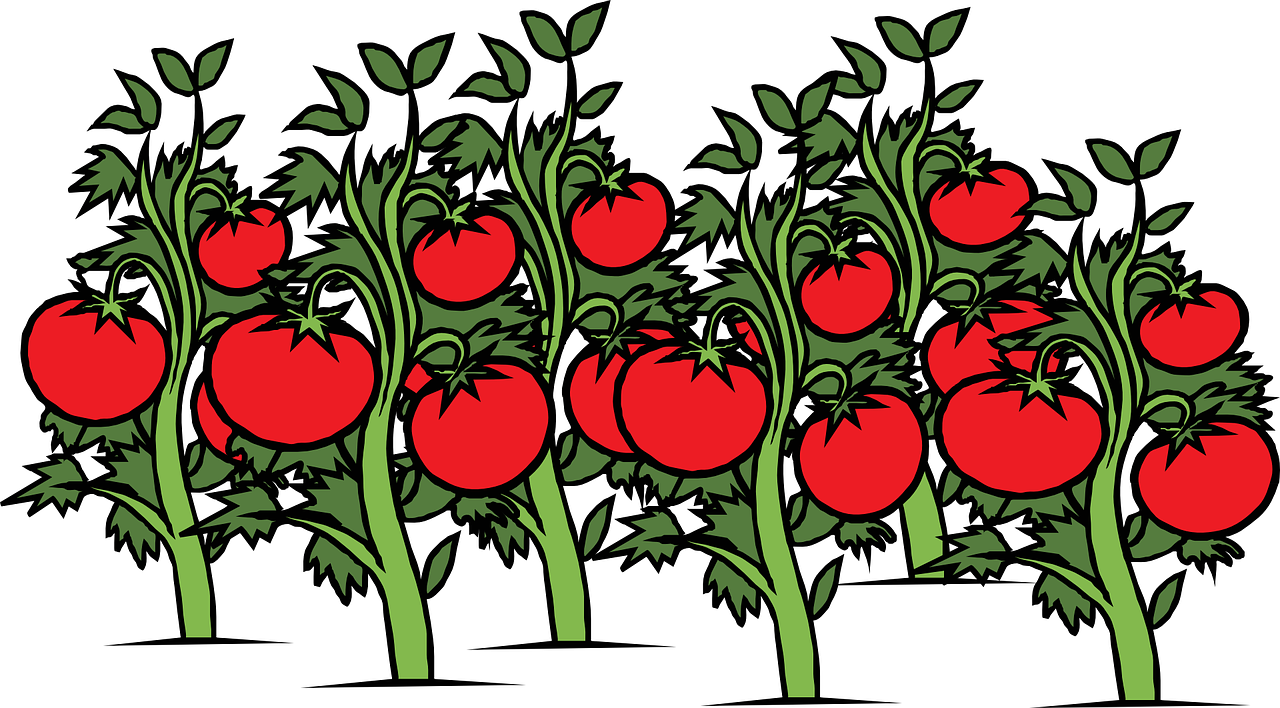 tomato-308855_1280.png