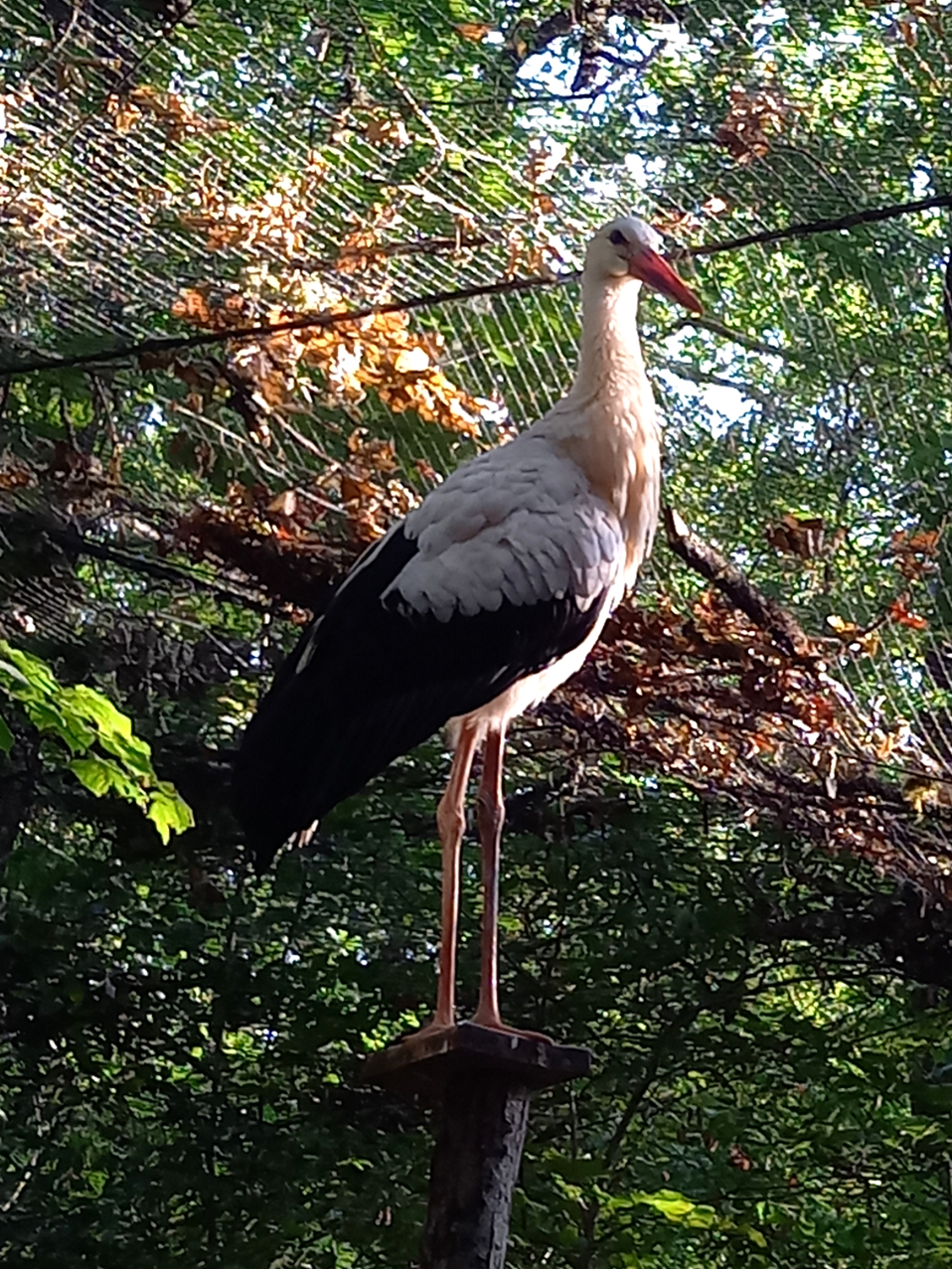 Cigogne blanche redim.jpg