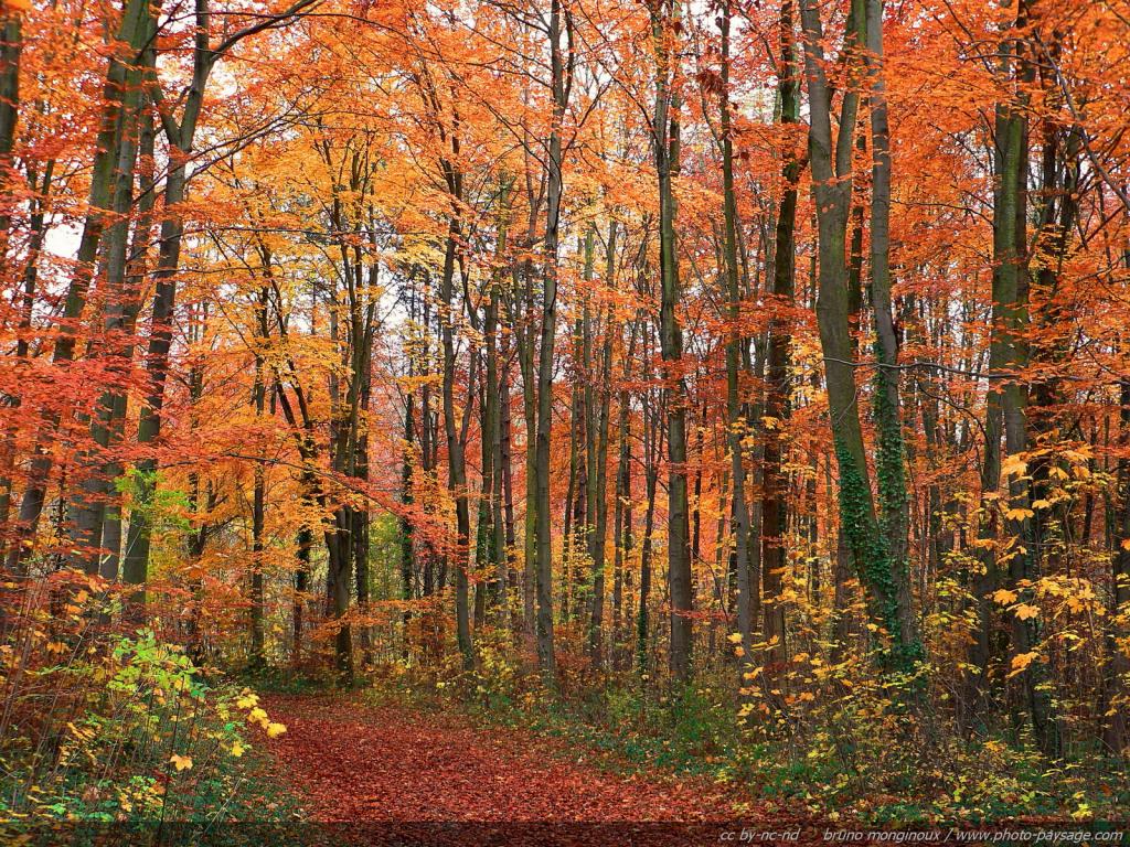 foret-arbres-automne.jpg