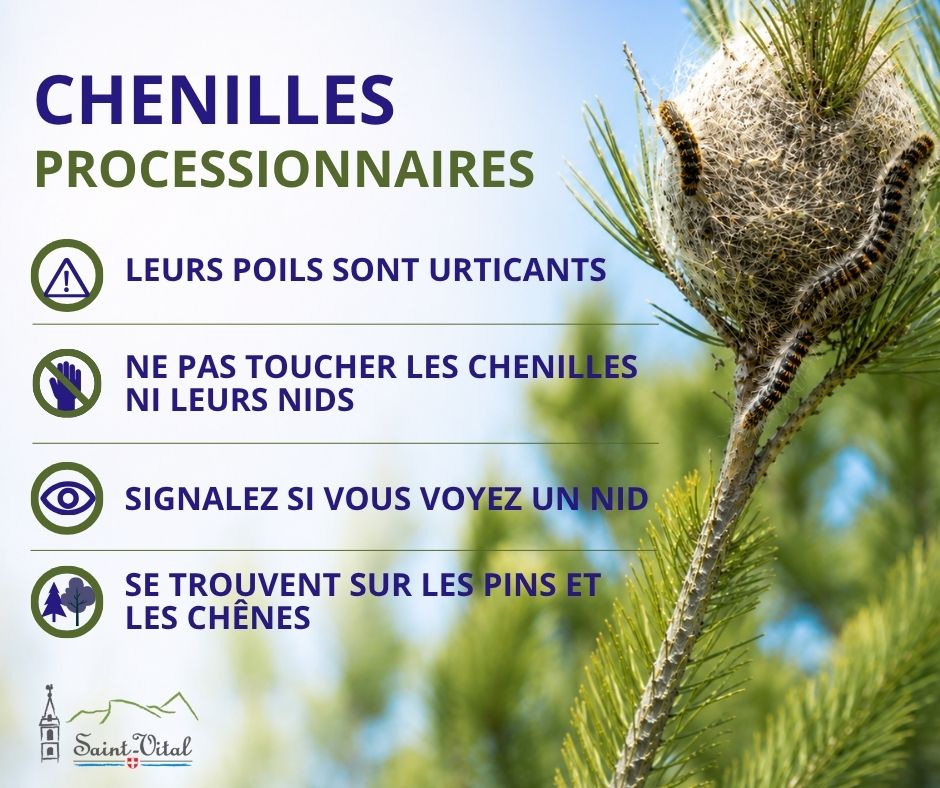 Chenilles processionnaires.jpg