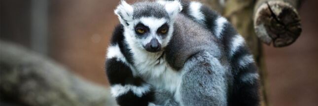 zoo-de-mulhouse-lemuriens_shutterstock_613936607.jpg