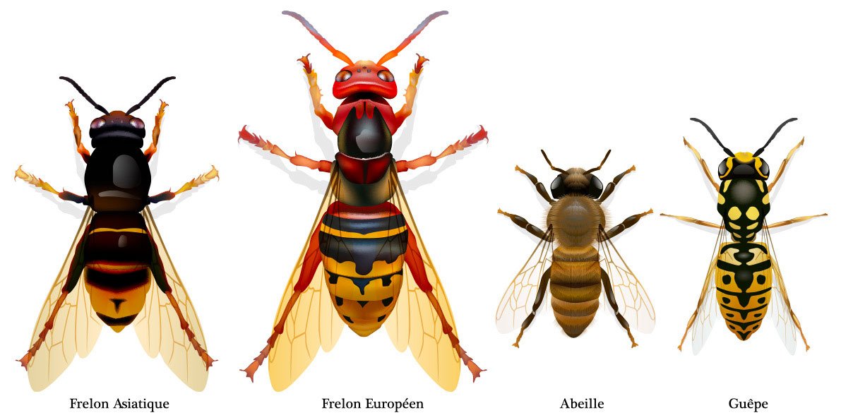 reconnaitre-le-frelon-asiatique.jpg