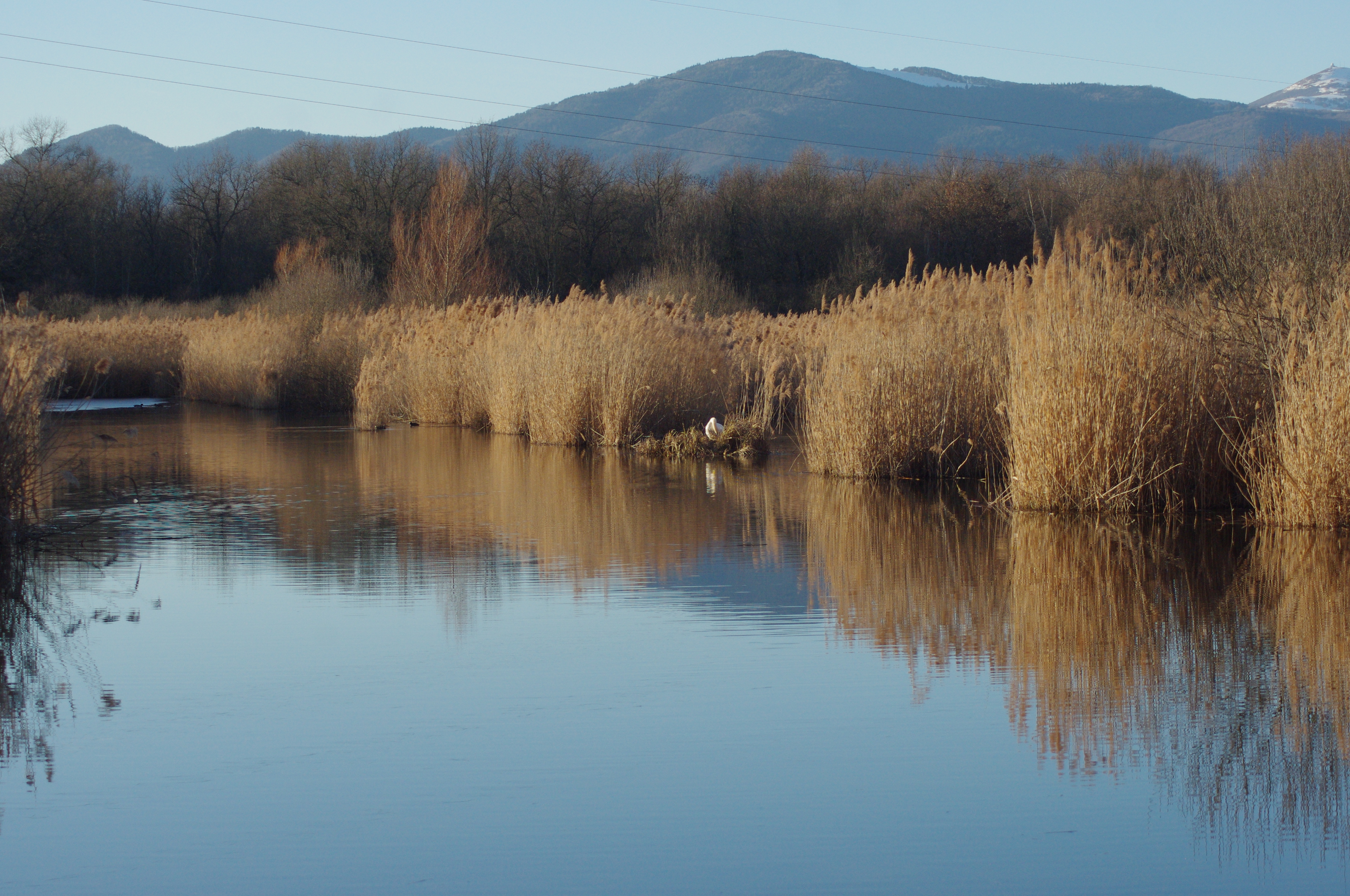 Réserve_naturelle_régionale_des_landes_et_marais_de_Rothmoos__la_roselière_du_Moos_.jpg