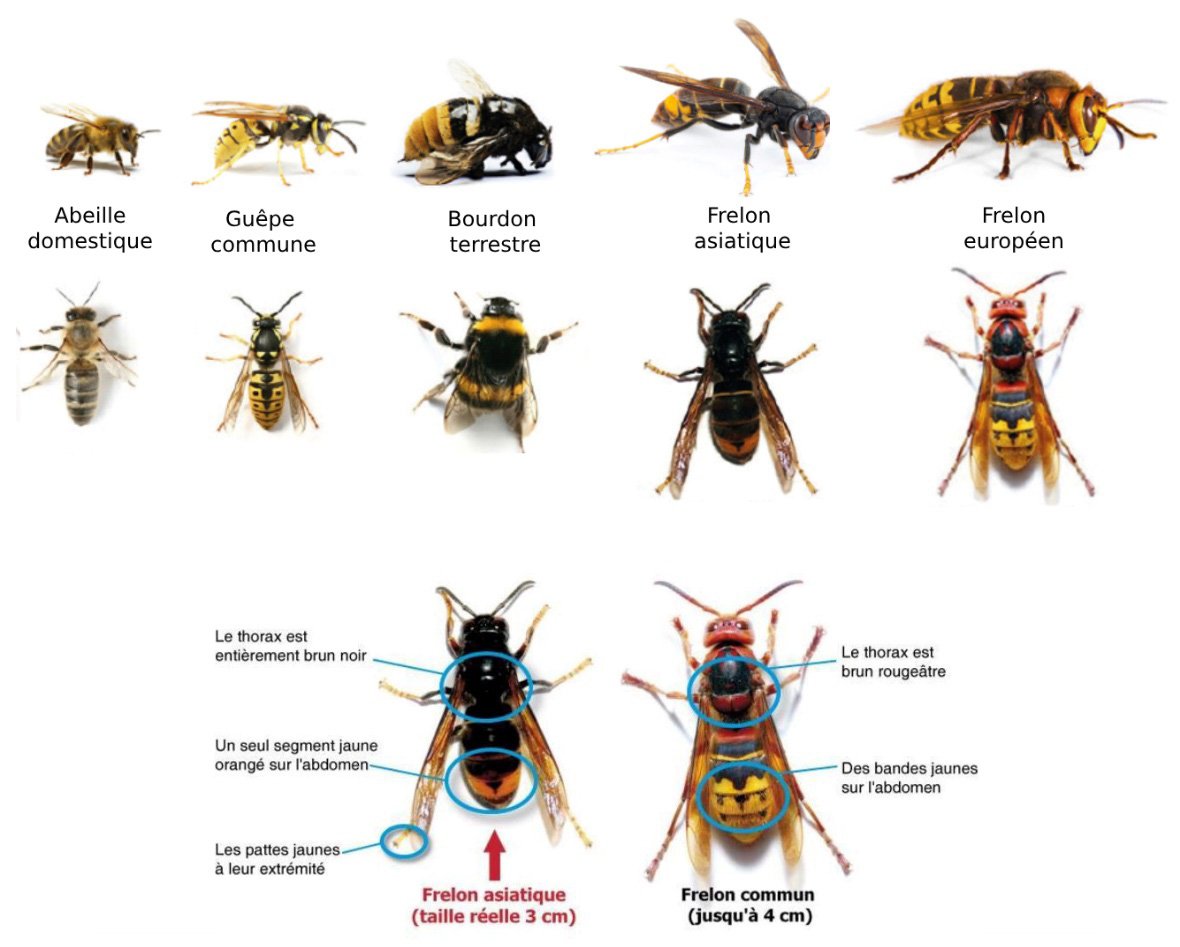 35441_851_Planche-confusions-frelon-asiatique.jpg