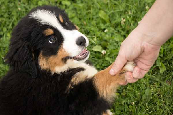 etre-bon-maitre-pour-son-chien.jpg