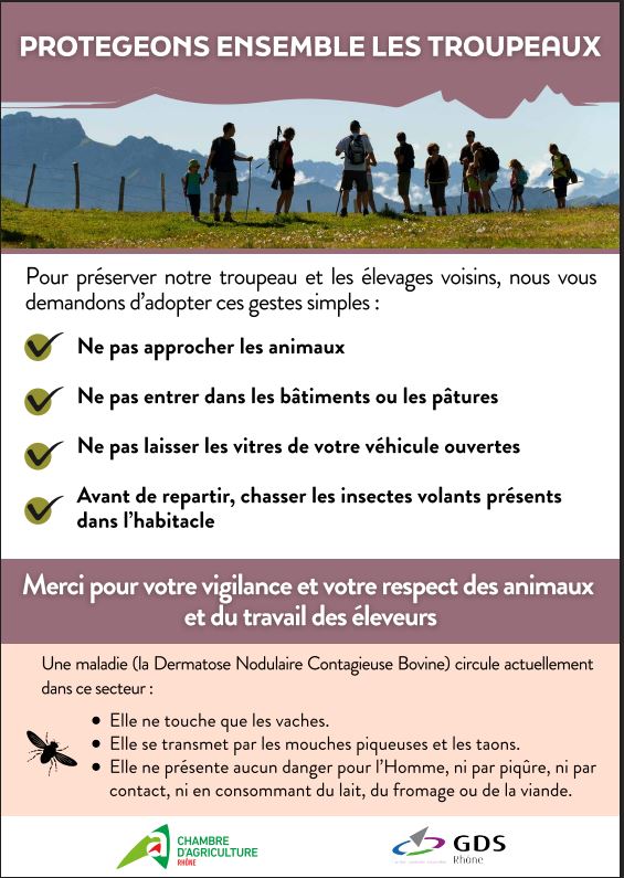 Information sur la protection des troupeaux contre la dermatose nodulaire contagieuse bovine.jpg