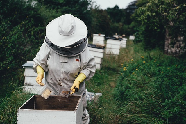 apiculture-pixabay.jpg