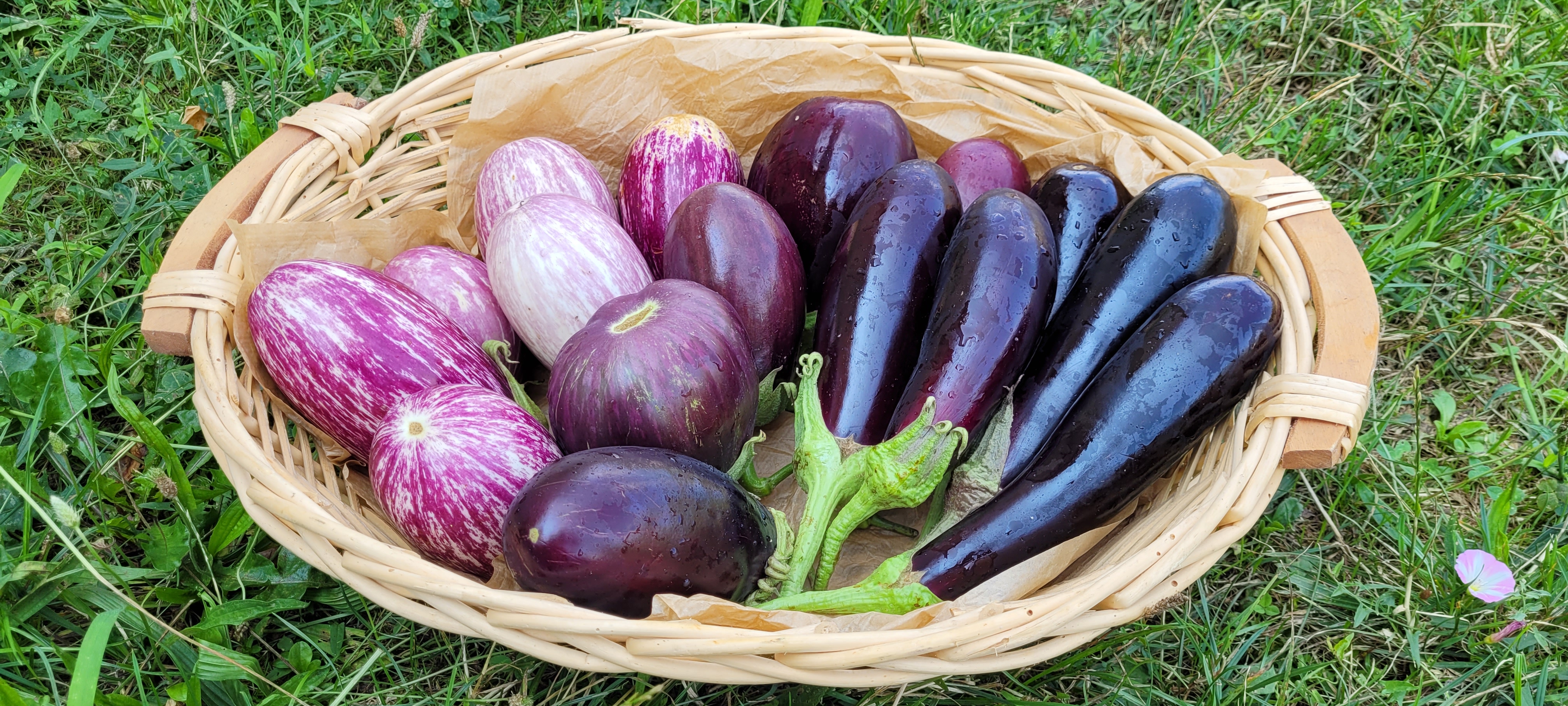 Les jardins de Pompoko_maraichage bio_Creys Mépieu©Jardins de Pompoko.jpg