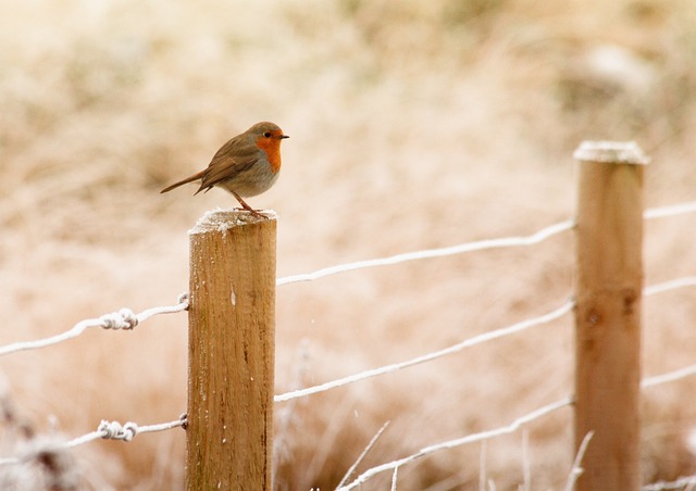 rouge-gorge©pixabay.jpg