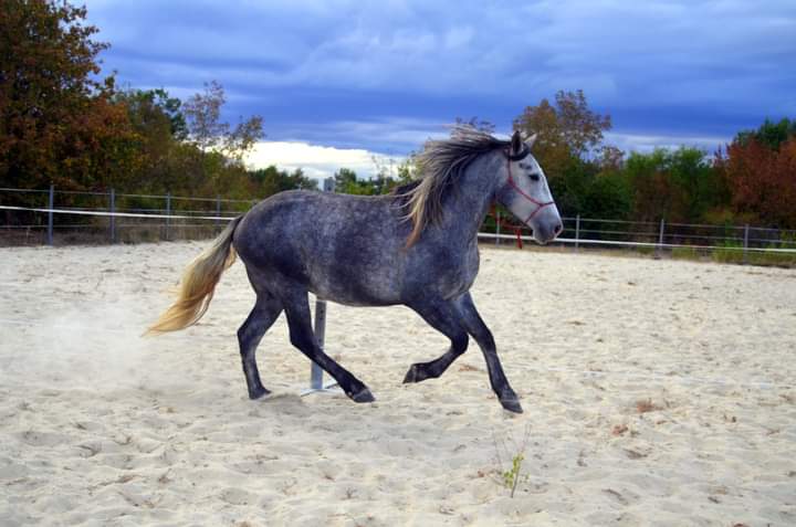 manege-pusignieu-creys-equi-nature _2_.jpg