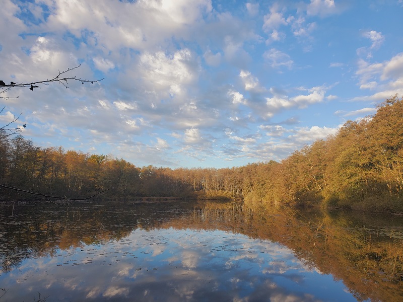 etang_la_Fulye_13-11-2022©GT _7_.jpg