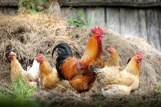 poulet_pixabay.jpg