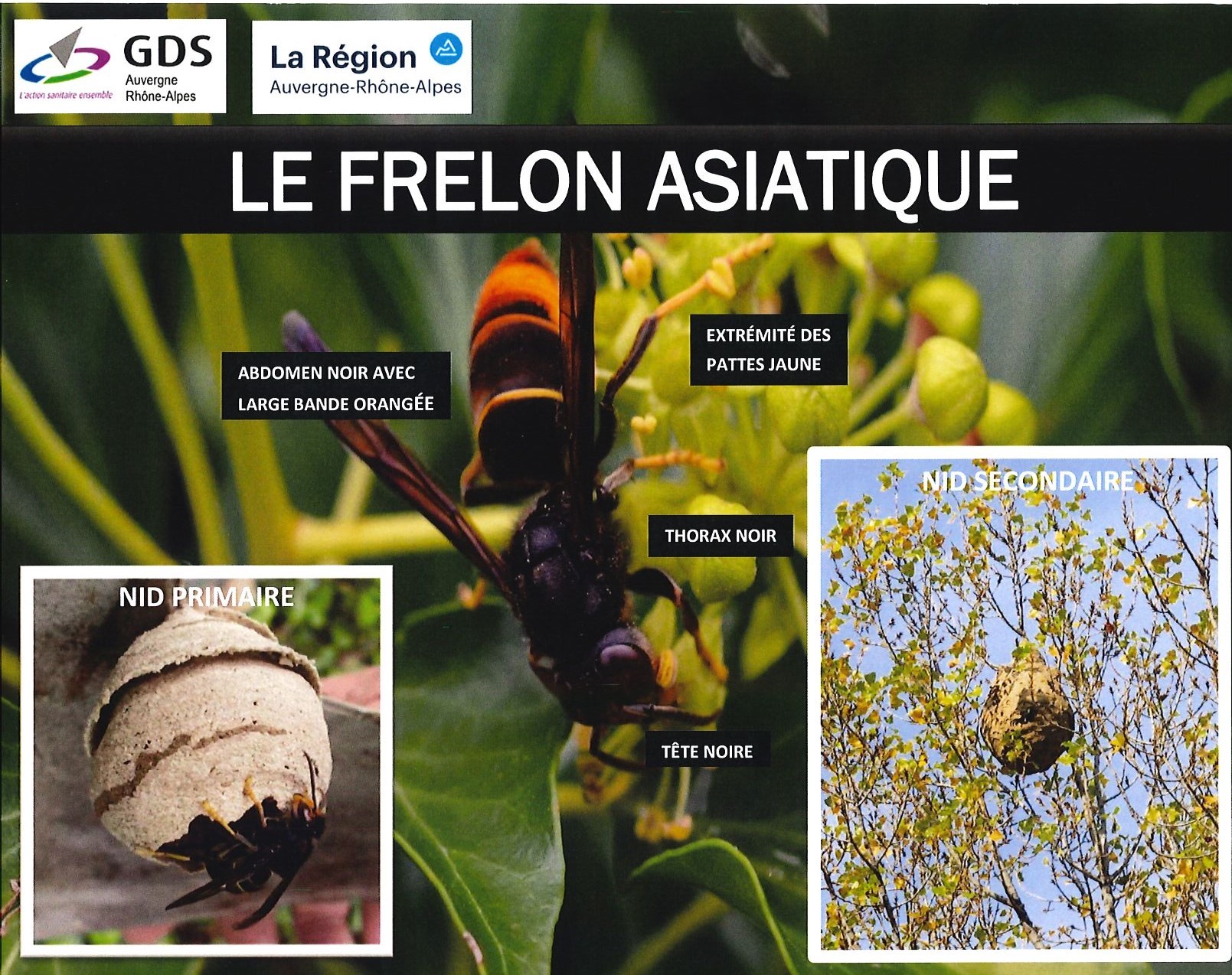 frelon-zoom.jpg