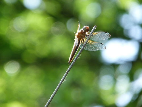 libellule®JFD.jpg