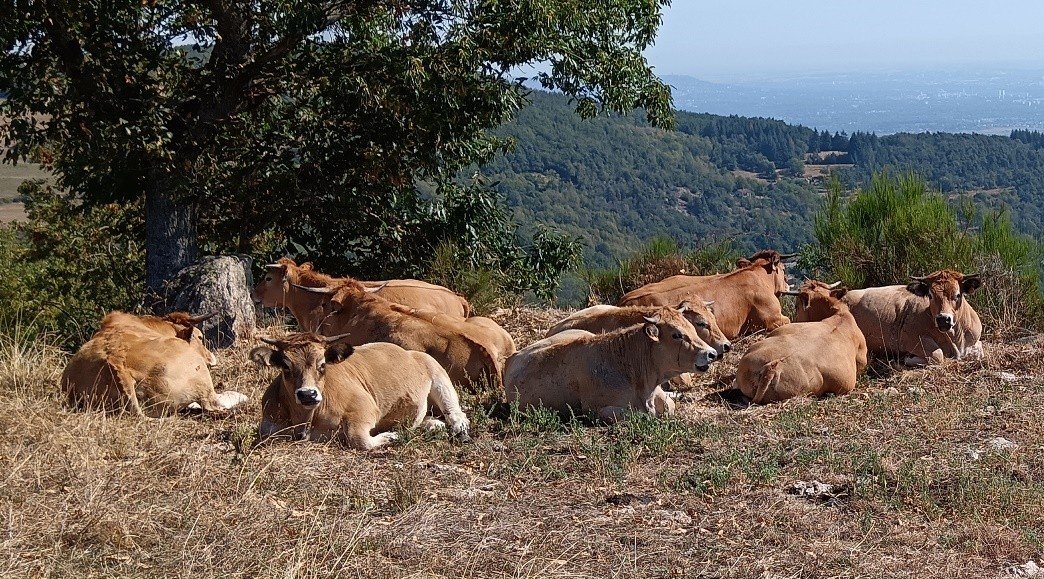 AGRICULTURE 2.jpg