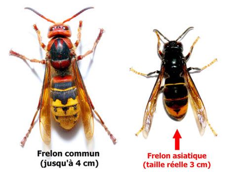frelons asiat.jpg