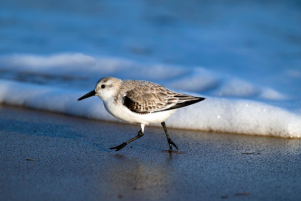 Balade ornithologique (30/12/2025)
