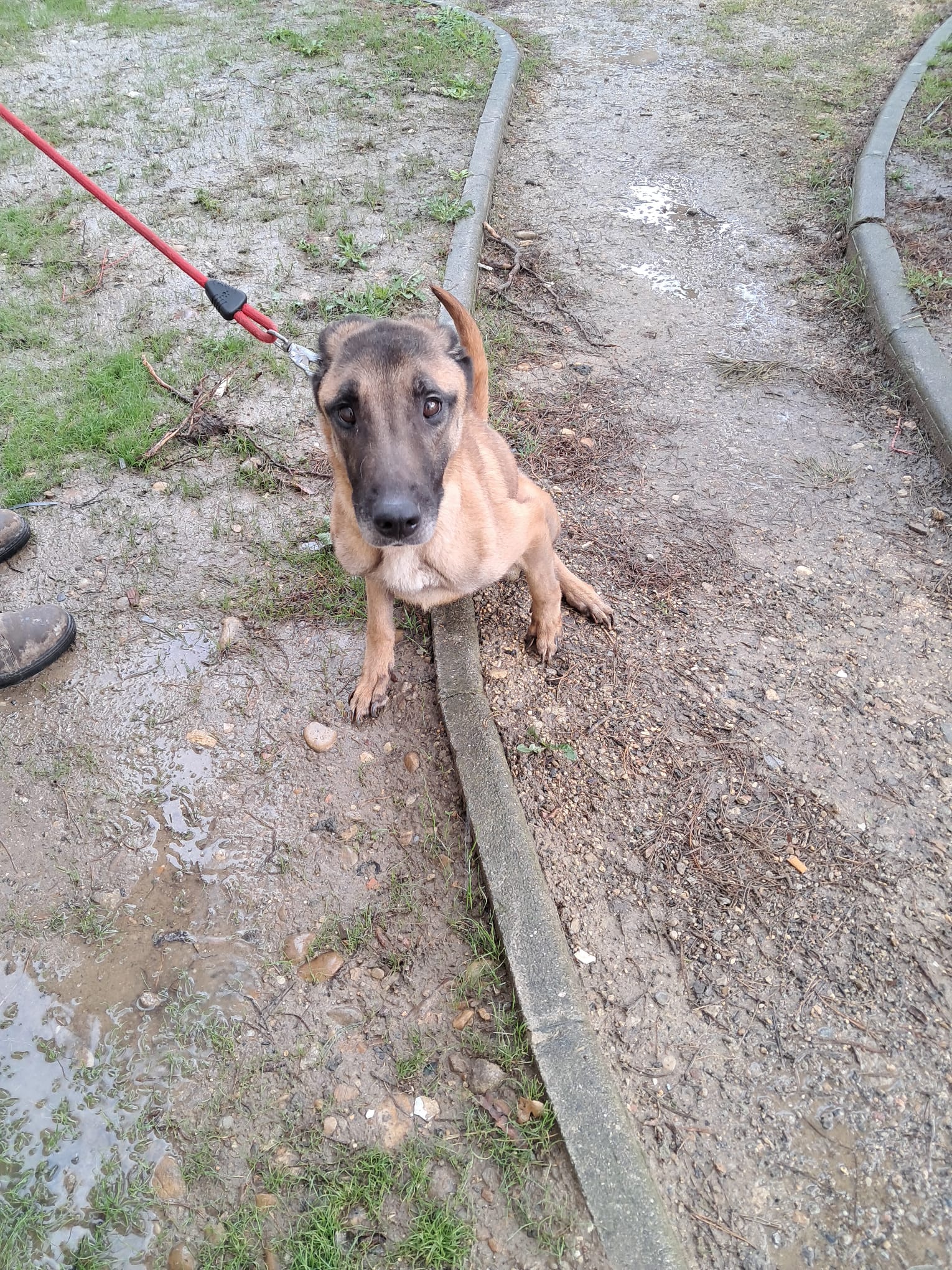FEMELLE TYPE MALINOIS 2.jpg