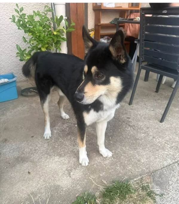 chien trouvé.JPG