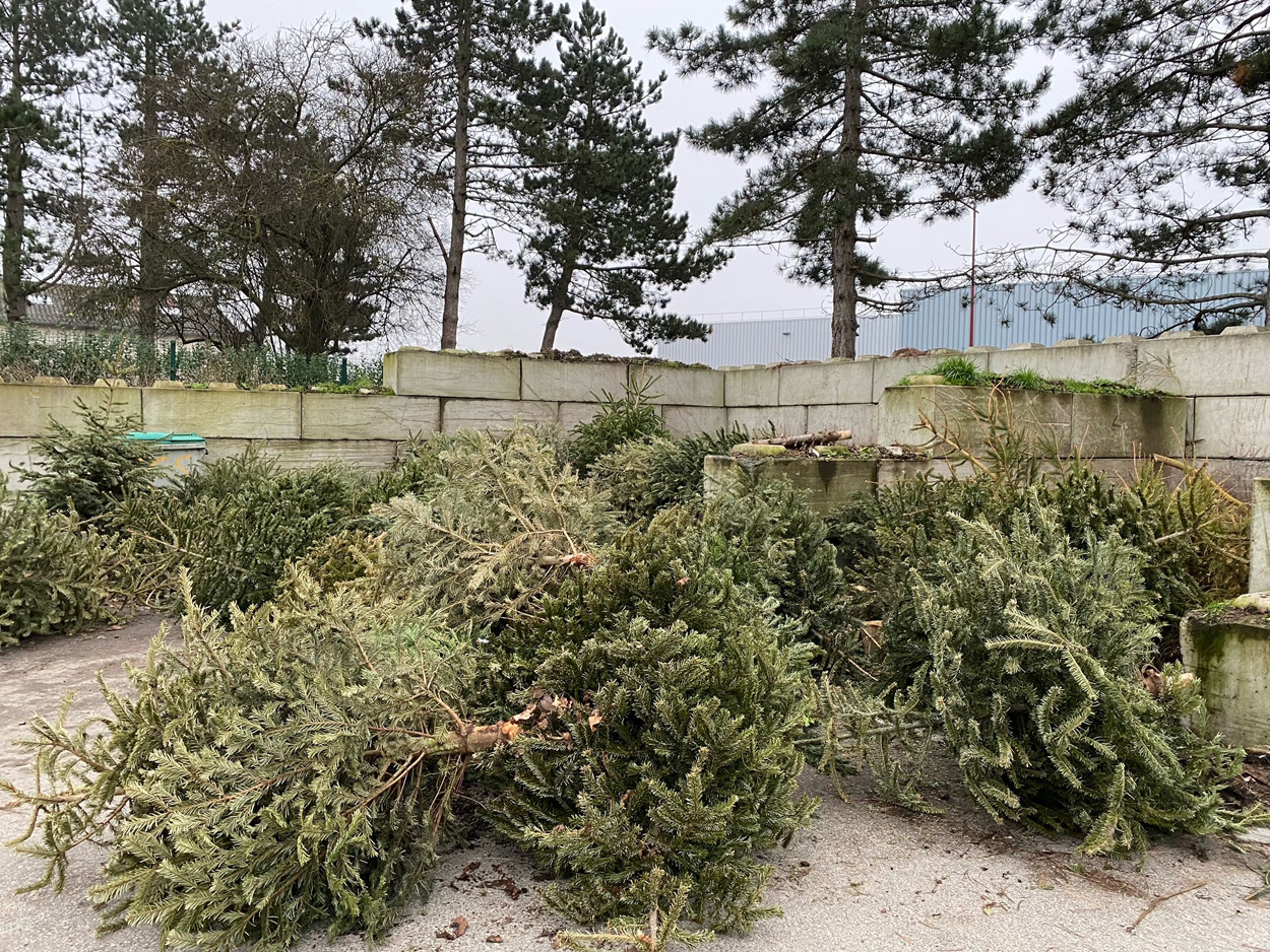 2022-01-10-ramassage-sapins.jpg