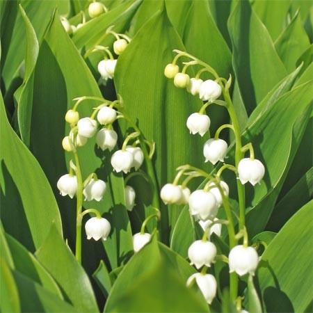 muguet.jpg