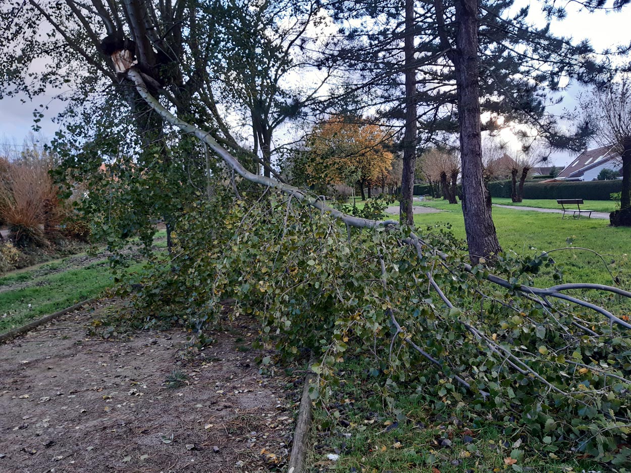 2023-11-Arbre3.jpg