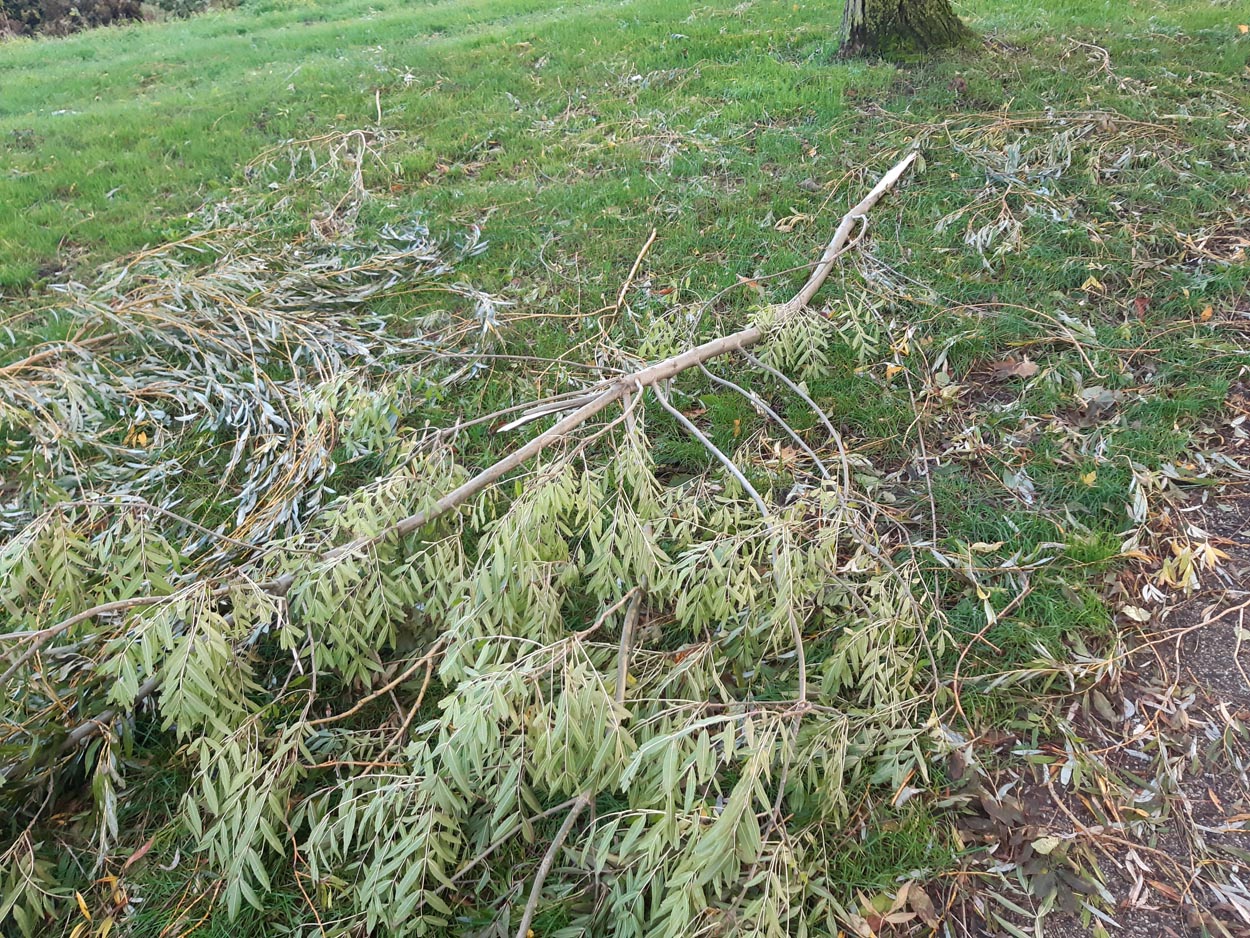 2023-11-Arbre4.jpg
