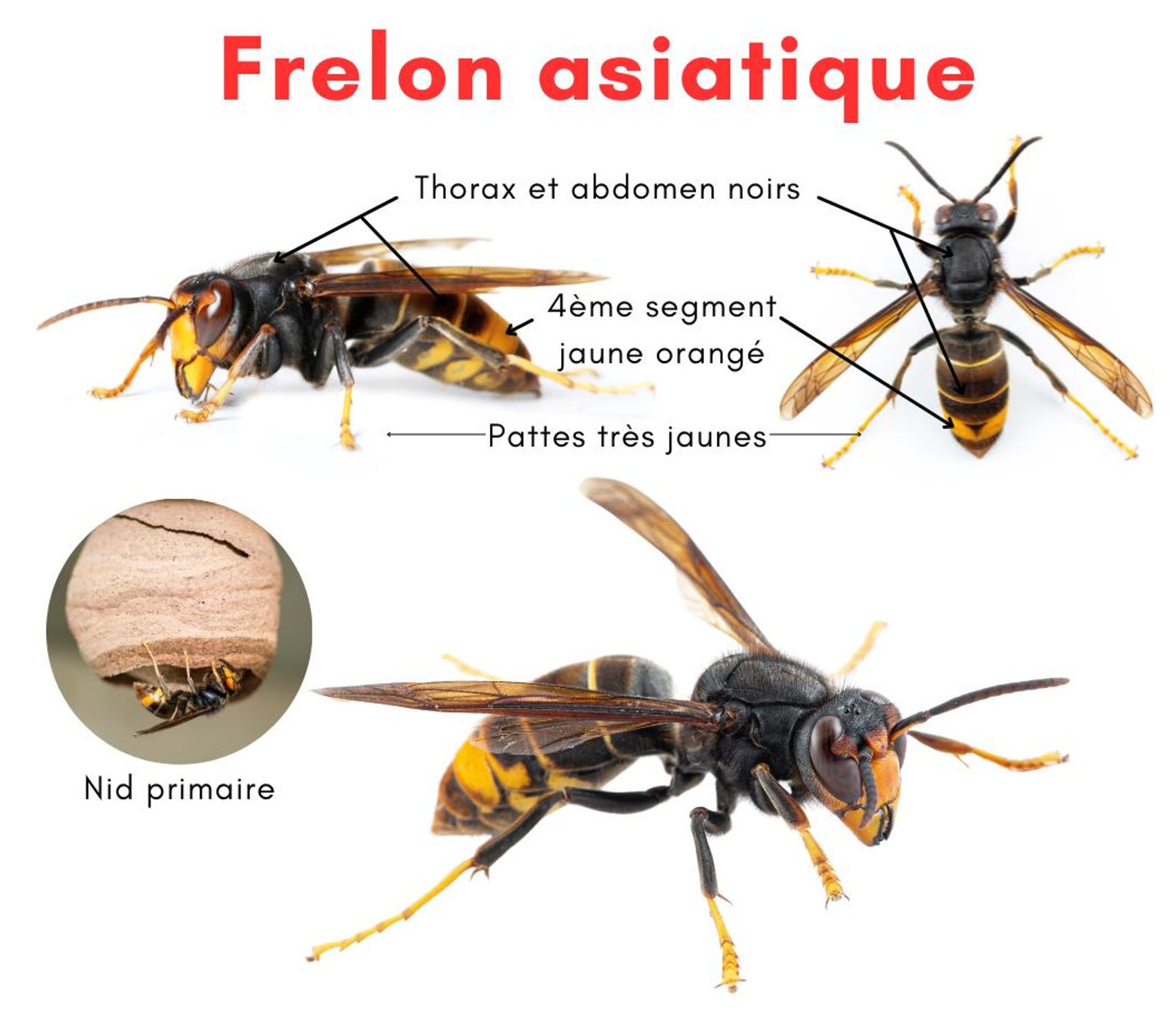 Frelon-asiatique.jpg