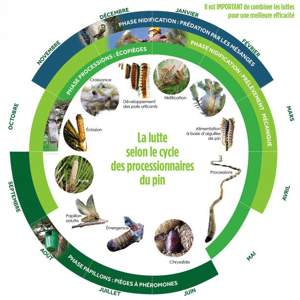 nuisibles chenilles-processionnaires schéma cycle.jpg