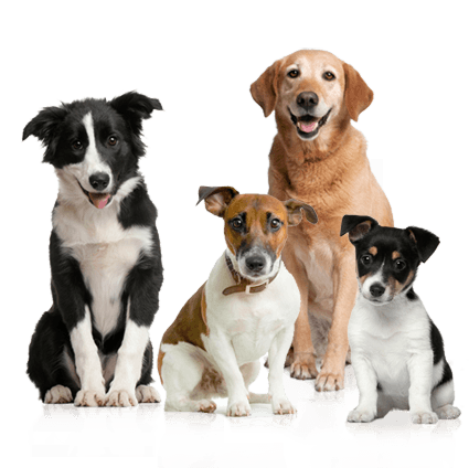 chiens 1.png