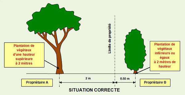 Haies ou arbres en limite de propriété réglementation Mairie de