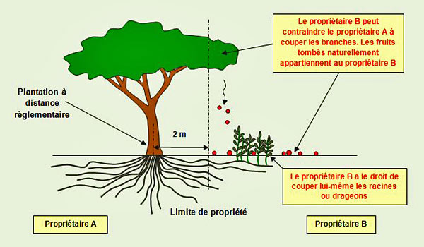 VOISINS distance-plantation-débordement-propriété arbre fruitier.jpg